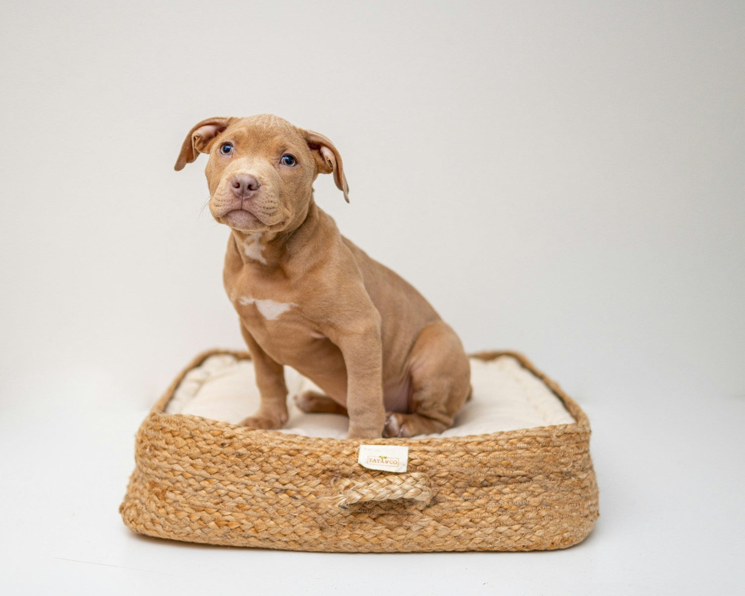 Pet Beds & Accessories